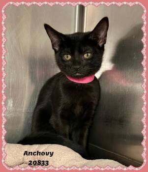 ANCHOVY see also PASTA -  Domestic Short Hair and Bombay Cat for Adoption in Marietta, Georgia - ANCHOVY See Also PASTA | PetCurious