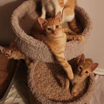 Ketchup -  Domestic Short Hair Cat for Adoption in Mount Laurel Township, New Jersey - Ketchup | PetCurious
