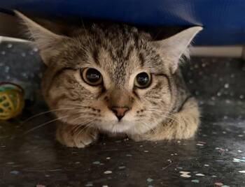 Domestic Long Hair Cats Available for Adoption in Peoria, Illinois - CLARK | PetCurious