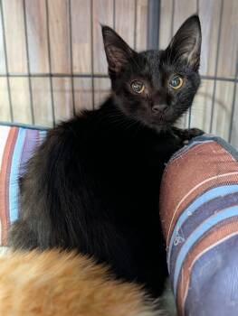 Simon -  Domestic Short Hair Cat for Adoption in Newburgh, Indiana - Simon | PetCurious