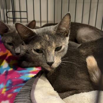 Ostara -  Domestic Short Hair Cat for Adoption in Louisville, Kentucky - Ostara | PetCurious