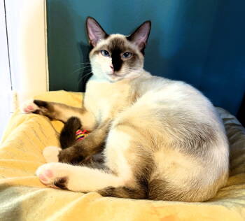 Rescue Siamese and Snowshoe Cats for Adoption in Pompano Beach, Florida - Nairobi | PetCurious