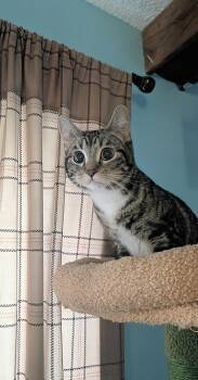 Pixie -  Domestic Short Hair Cat for Adoption in Winnipeg, Manitoba - Pixie | PetCurious