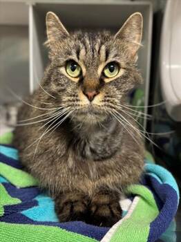 Domestic Long Hair Cats Available for Adoption in York, South Carolina - RISSA | PetCurious