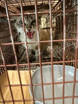 Soprano -  Siamese Cat for Adoption in New Braunfels, Texas - Soprano | PetCurious