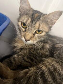 Peggy Sue -  Domestic Short Hair Cat for Adoption in Corpus Christi, Texas - Peggy Sue | PetCurious