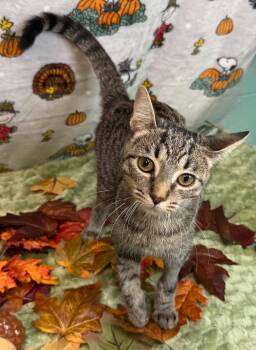 261446  Monkey -  Domestic Short Hair Cat for Adoption in Wetumpka, Alabama - 261446  Monkey | PetCurious