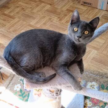 Lucy Little -  Domestic Short Hair Cat for Adoption in Coos Bay, Oregon - Lucy Little | PetCurious