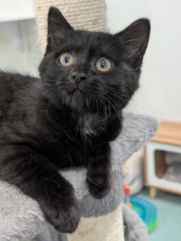 Sweet Pea -  Domestic Medium Hair Cat for Adoption in Tilton, Illinois - Sweet Pea | PetCurious
