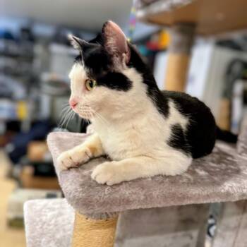 American Shorthair Cats Available for Adoption - Maisie | PetCurious