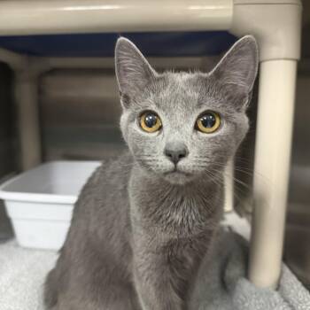 Lilibet -  Domestic Short Hair Cat for Adoption in Silver Spring, Maryland - Lilibet | PetCurious
