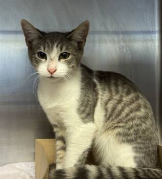 Rescue Domestic Short Hair Cats for Adoption in Roseville, California - Otto | PetCurious