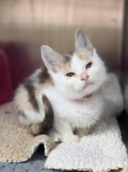 Dilly Bar -  Domestic Short Hair Cat for Adoption in Westland, Michigan - Dilly Bar | PetCurious