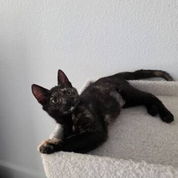 Rescue Tortoiseshell Cats for Adoption in Pottsboro, Texas - Indie | PetCurious