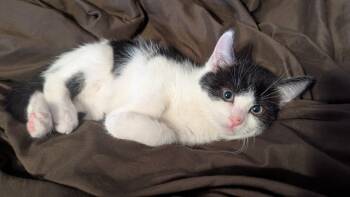 Rescue Domestic Short Hair Cats for Adoption in Colorado Springs, Colorado - STEAMED DUMPLING | PetCurious