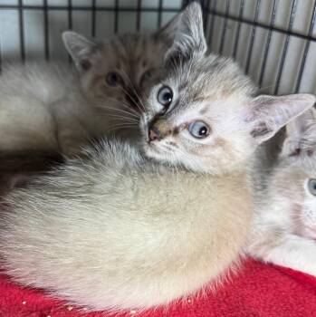 Rain -  Domestic Short Hair Cat for Adoption in Saginaw, Michigan - Rain | PetCurious