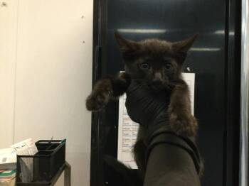 A1925655 -  Domestic Short Hair Cat for Adoption in Thousand Palms, California - A1925655 | PetCurious