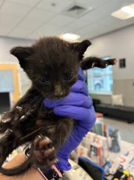 MR SOIL -  Domestic Short Hair Cat for Adoption in Palmetto, Florida - MR SOIL | PetCurious