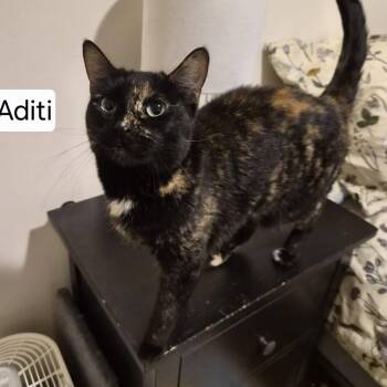 Aditi - Calm and Loving -  Tortoiseshell Cat Available for Adoption in Hamilton, Ontario - Aditi - Calm And Loving | PetCurious