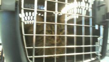 LILY -  Domestic Medium Hair Cat for Adoption in Charlotte, North Carolina - LILY | PetCurious