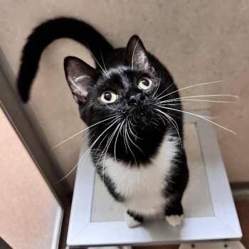 Robin -  Domestic Short Hair Cat for Adoption in Waterloo, Iowa - Robin | PetCurious