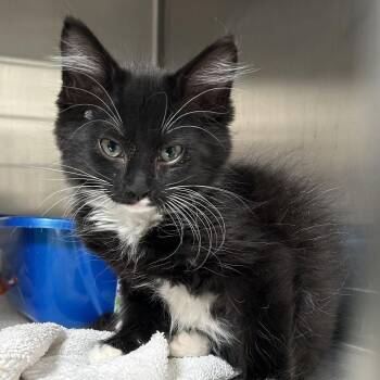 York -  Domestic Medium Hair Cat for Adoption in Santa Rosa, California - York | PetCurious