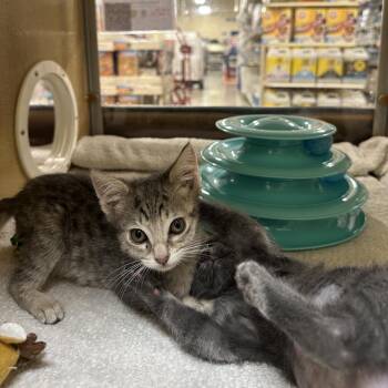 AFRO -  Domestic Short Hair Cat for Adoption in Kyle, Texas - AFRO | PetCurious