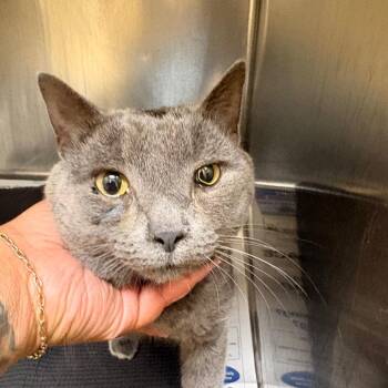 Ferris -  American Shorthair Cat for Adoption in Winston-salem, North Carolina - Ferris | PetCurious