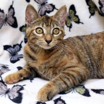 Domestic Short Hair Cats Available for Adoption in Tierra Verde, Florida - Cookie | PetCurious