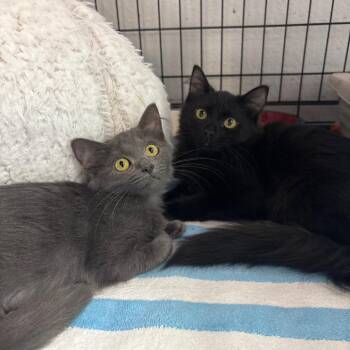 Louis Vuitton -  Domestic Long Hair Cat for Adoption in Fort Lauderdale, Florida - Louis Vuitton | PetCurious