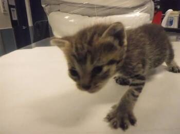 Domestic Short Hair Cats Available for Adoption in Doral, Florida - MIMI | PetCurious