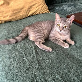 Meadow N. - Your Future Cuddle Buddy -  Domestic Short Hair Cat for Adoption in New York, New York - Meadow N. - Your Future Cuddle Buddy | PetCurious