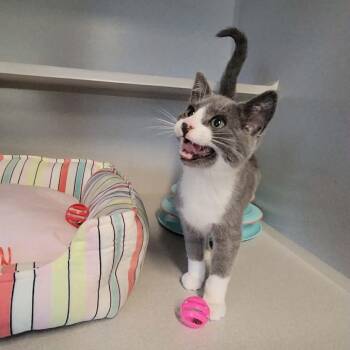 Domestic Short Hair Cats Available for Adoption in Washougal, Washington - Pouncer | PetCurious