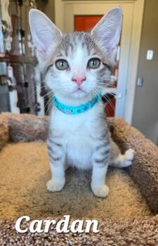 Domestic Short Hair Cats Available for Adoption in Sidney, Ohio - Cardan | PetCurious