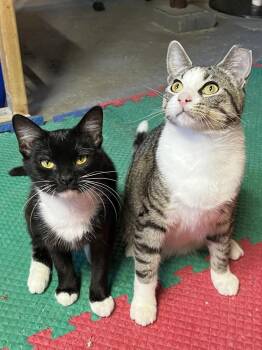 Jill -  Domestic Short Hair Cat for Adoption in Akron, Ohio - Jill | PetCurious