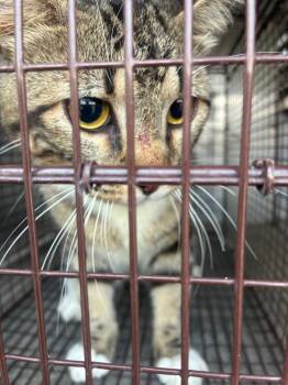 Cinnamon Roll -  Domestic Medium Hair Cat for Adoption in New Braunfels, Texas - Cinnamon Roll | PetCurious