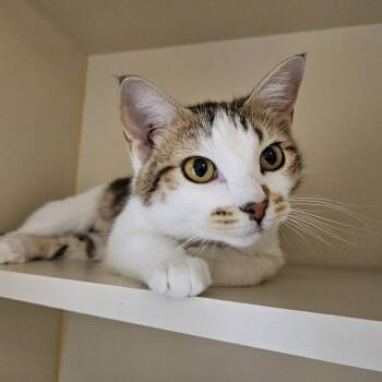 Domestic Medium Hair Cats Available for Adoption - LeaveInConditioner | PetCurious