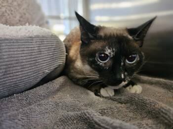 Snowshoe and Domestic Short Hair Cats Available for Adoption in Rockwall, Texas - Nova | PetCurious