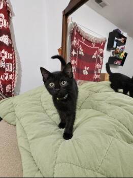Greenie -  Domestic Medium Hair Cat for Adoption in Virginia Beach, Virginia - Greenie | PetCurious
