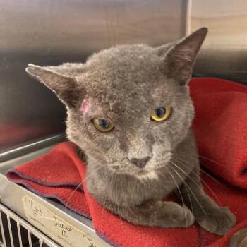 Poe (FIV) -  Domestic Short Hair Cat for Adoption in Kankakee, Illinois - Poe (FIV) | PetCurious