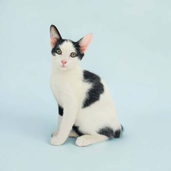 Tommy -  Domestic Short Hair Cat for Adoption in Denver, Colorado - Tommy | PetCurious