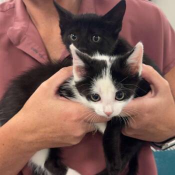 Beetle -  Domestic Short Hair Cat for Adoption - Beetle | PetCurious
