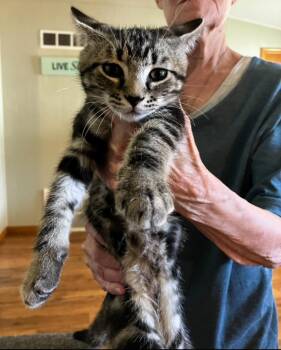 Rescue Domestic Short Hair Cats for Adoption in Beattie, Kansas - "A" | PetCurious