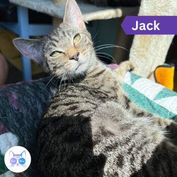 Jack -  Domestic Short Hair Cat for Adoption in Penfield, New York - Jack | PetCurious