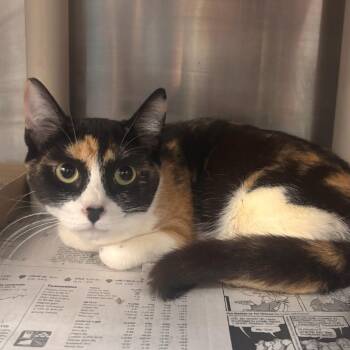 Domestic Short Hair Cats Available for Adoption - Celia - Petsmart Belleville | PetCurious