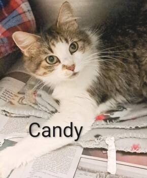 Rescue Domestic Medium Hair Cats for Adoption in Buffalo, New York - Candy | PetCurious