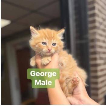 George in Manchester, MD -  Domestic Long Hair Cat Available for Adoption - George In Manchester, MD | PetCurious