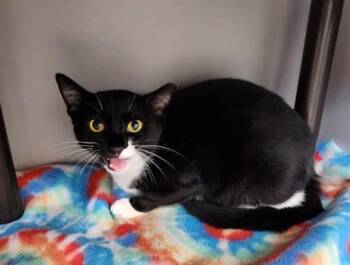 FIONA -  Domestic Short Hair Cat for Adoption in Kalamazoo, Michigan - FIONA | PetCurious