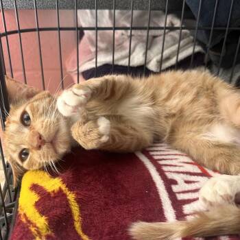 Kent -  Domestic Short Hair Cat for Adoption in Rocky Mount, Virginia - Kent | PetCurious