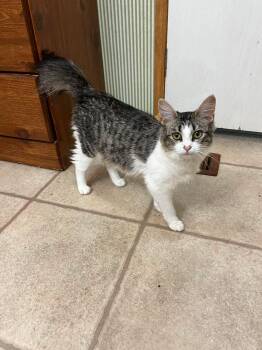 Pecan -  Domestic Long Hair and American Bobtail Cat for Adoption in West Palm Beach, Florida - Pecan | PetCurious